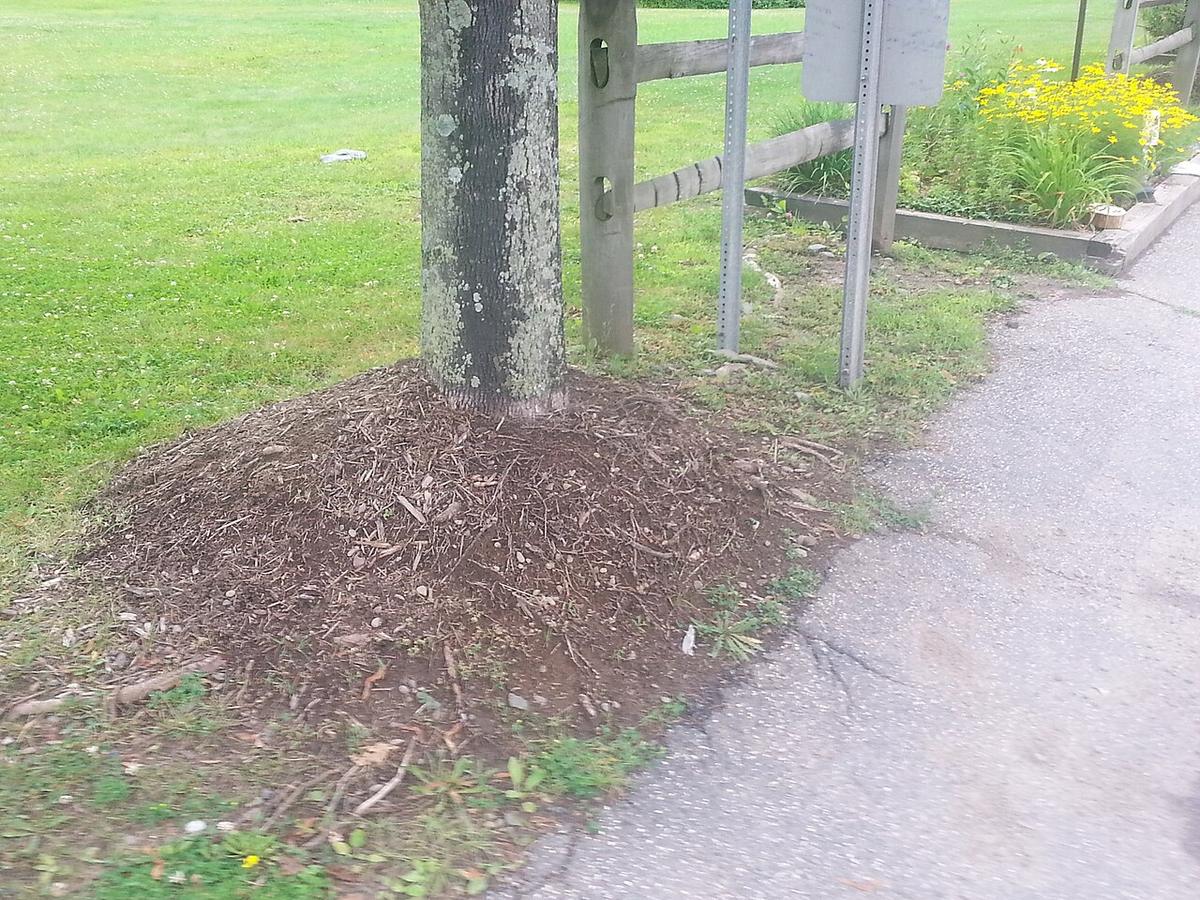 Mulch piled in a mound against the trunk of a street tree