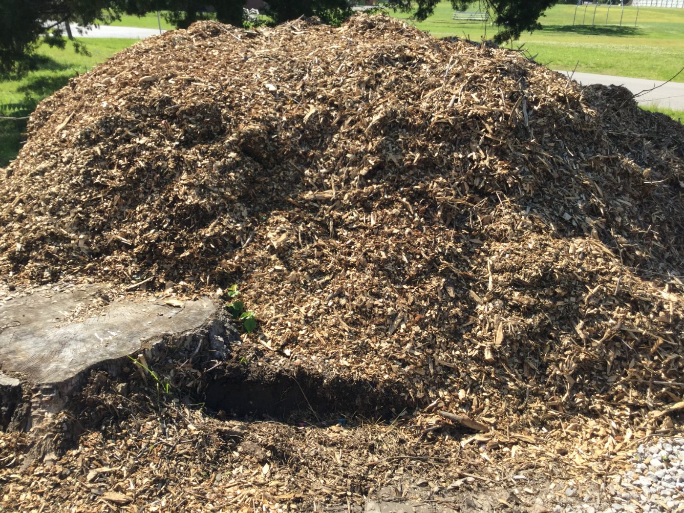 A large pile of fresh wood chip mulch dumped on a lawn beside a tree stump